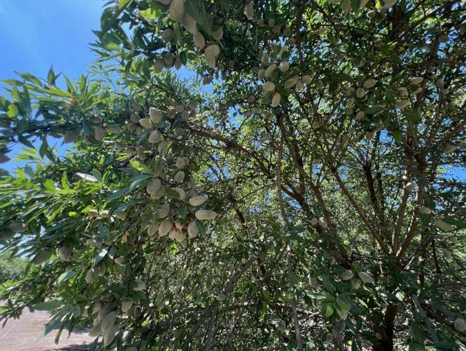 More Photos Of Avenue 192, Strathmore Land For Sale