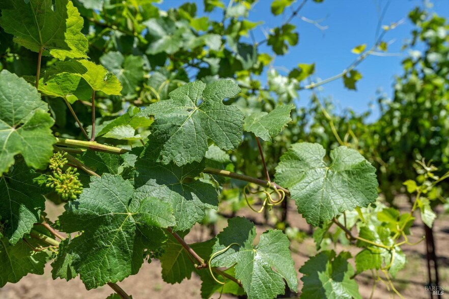More Photos Of 1580 Magnolia Dr, Healdsburg Land For Sale