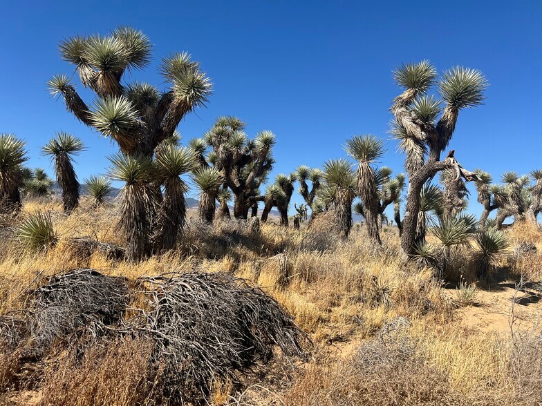 More Photos Of Avenue A, Rosamond Land For Sale