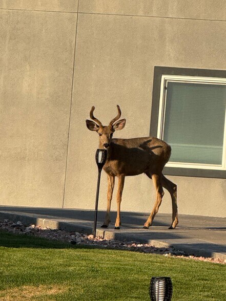 More Photos Of 5380 N Lariat Dr, Castle Rock Specialty For Sale