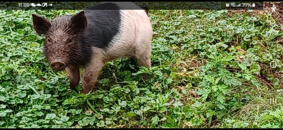 More Photos Of , Catskill Unknown For Sale