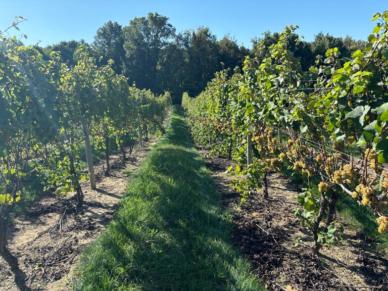 More Photos Of 10220 Lauer Rd, Baroda Winery Vineyard For Sale