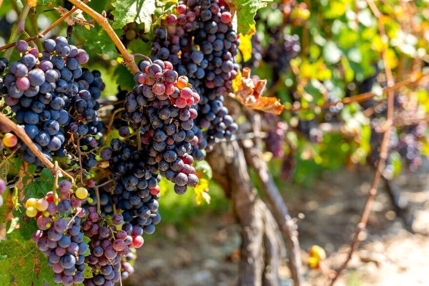 More Photos Of 115 Cow Hill Rd, Clinton Winery Vineyard For Sale