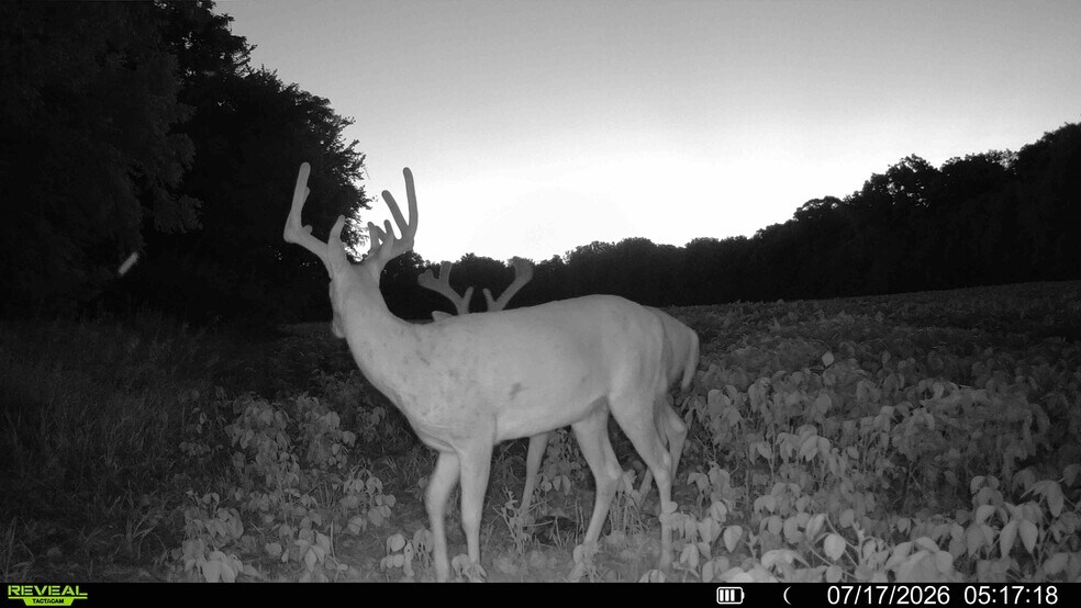 More Photos Of Walnut Hill Ln. (36.31+/- Acres), Elsberry Land For Sale