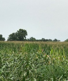 More Photos Of 48178 160th Ave, Pearl Land For Sale