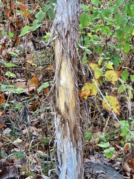 More Photos Of County Road 197 (5+/- Acres) Tract 3, Williamsburg Land For Sale