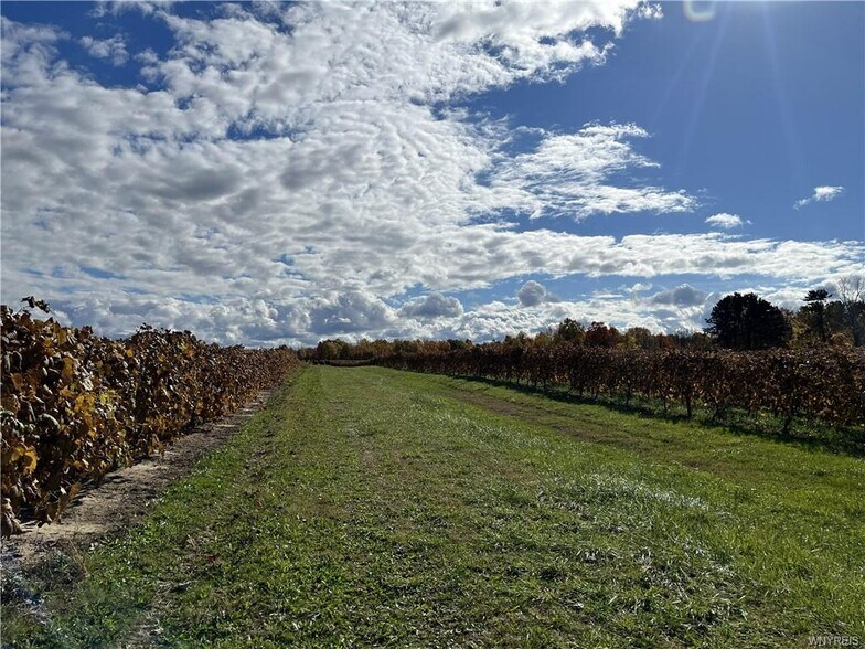 More Photos Of 10661 W Lake Rd, Ripley Winery Vineyard For Sale