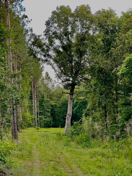 More Photos Of 92 Lillian Strong rd, Carlton Land For Sale