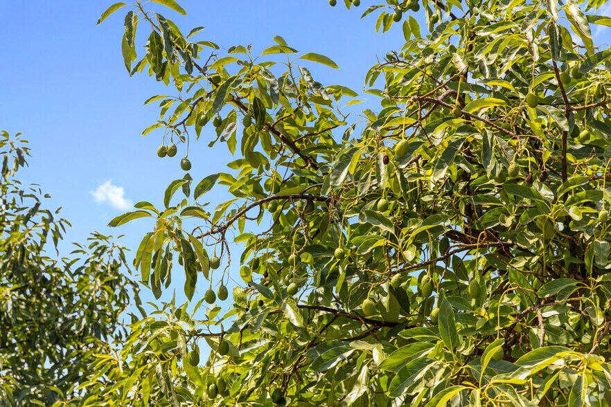 More Photos Of 36727 Muutama Ln, Valley Center Land For Sale