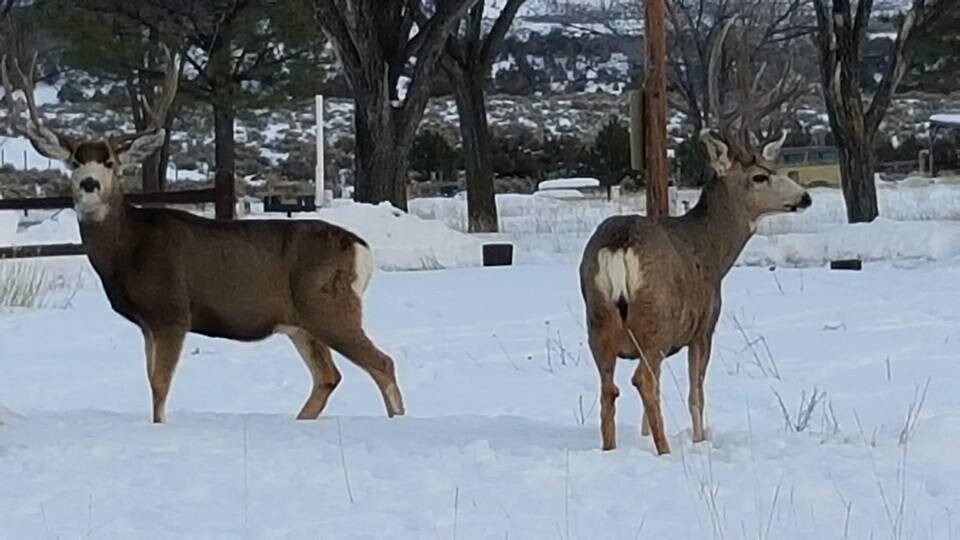 More Photos Of 791A CR, Tierra Amarilla Land For Sale