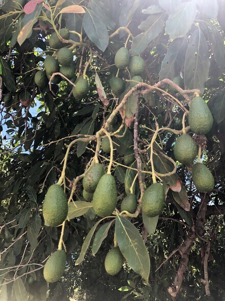 More Photos Of 3137 E Valley Pky, Escondido Land For Sale