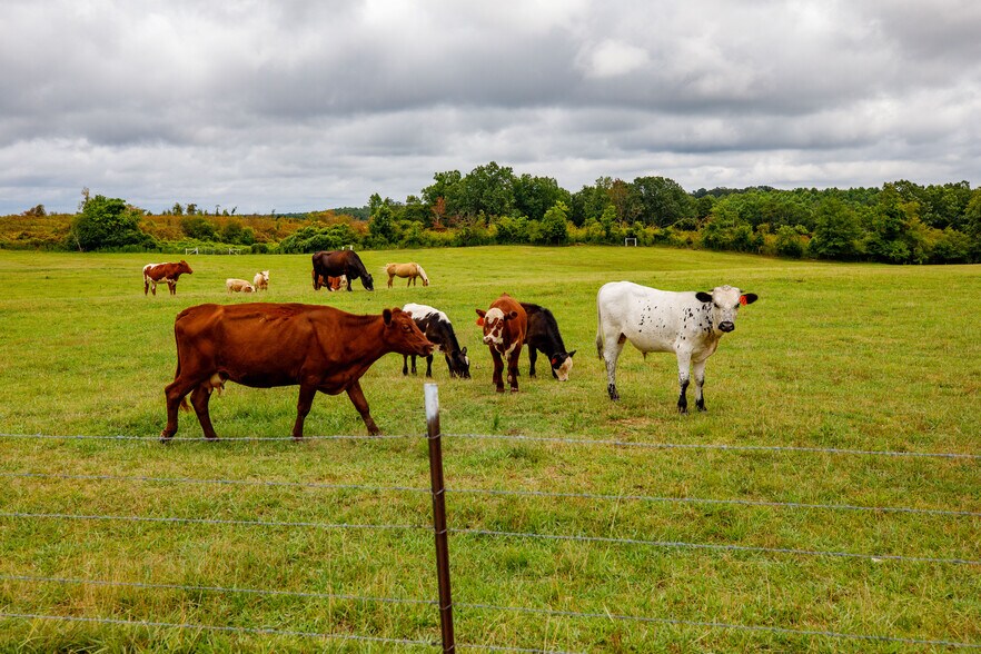 More Photos Of 3262 County Road 6, Hackleburg Land For Sale