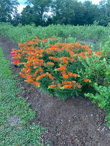 More Photos Of 552 Lick Creek Rd, Leasburg Land For Sale