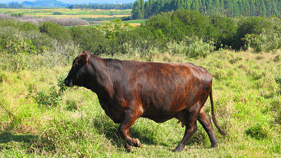 More Photos Of 27-5159 Puia Rd, Papaikou Land For Lease