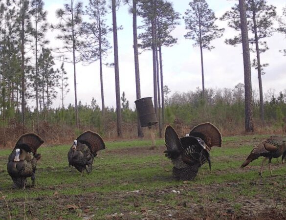 More Photos Of 17675 Cedar Springs Rd, Blakely Land For Sale