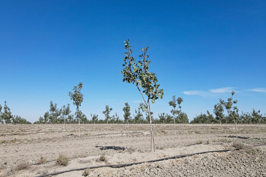 Avenue 54, Alpaugh, CA 93201 Land For Sale