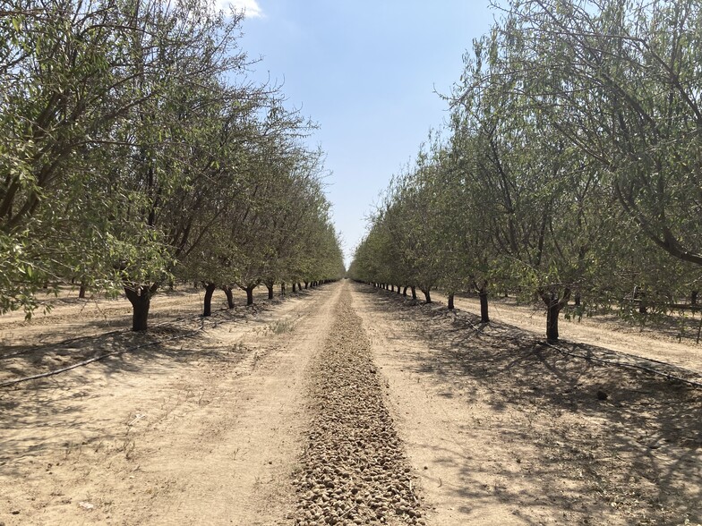 Primary Photo Of Sullivan Rd - Rosedale - Rio Bravo Almond Orchard, Bakersfield Land For Sale