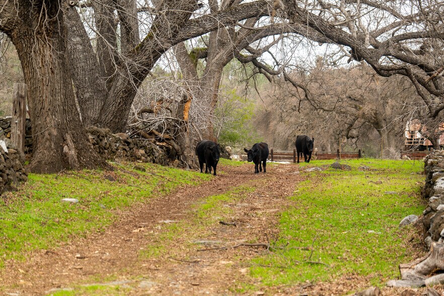 More Photos Of Skunk Gulch Rd, Vallecito Land For Sale