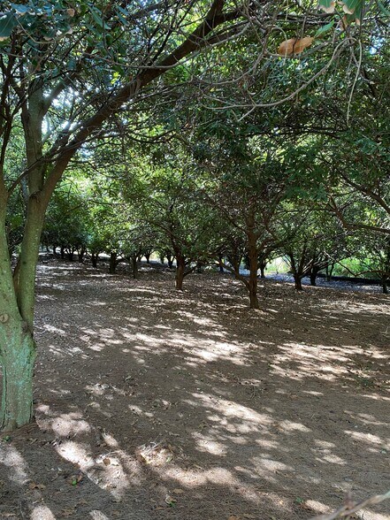 Primary Photo Of lower cane haul rd, Paauilo Land For Sale