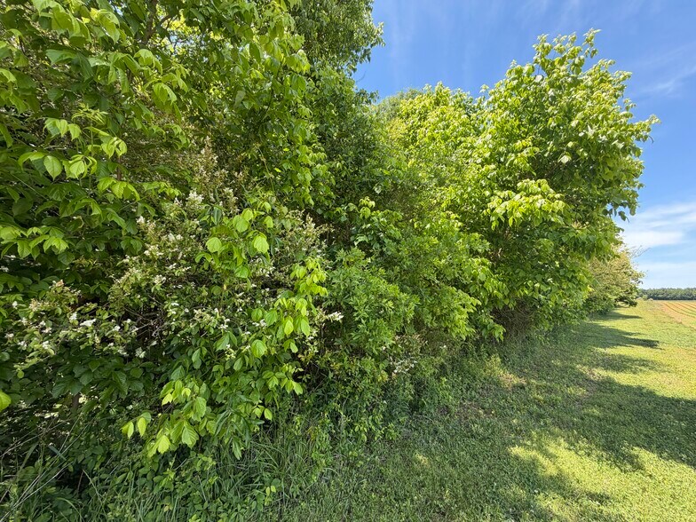 More Photos Of 1593 Old Alabama rd, Taylorsville Land For Sale