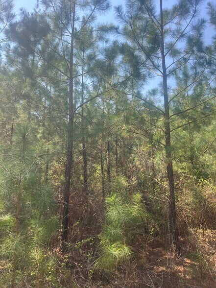 More Photos Of Healing Acres Ln, Carthage Land For Sale