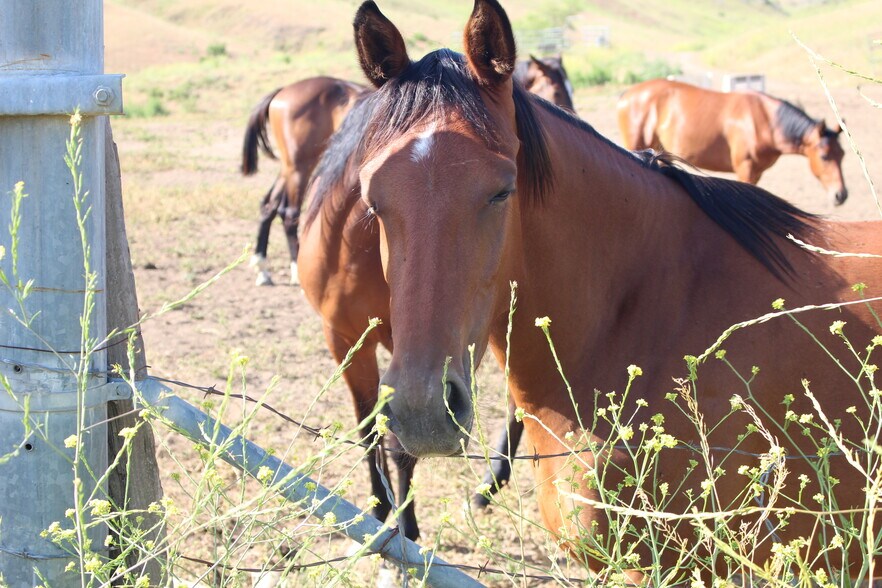 More Photos Of 0 Dickenson Rd, Santa Paula Land For Sale