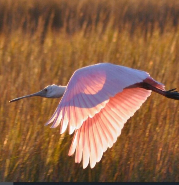 More Photos Of 11625 Zingelmann Rd, Galveston Land For Sale