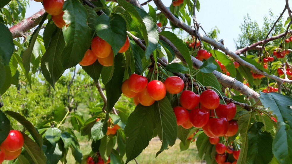 More Photos Of 3376 C Rd, Palisade Specialty For Sale