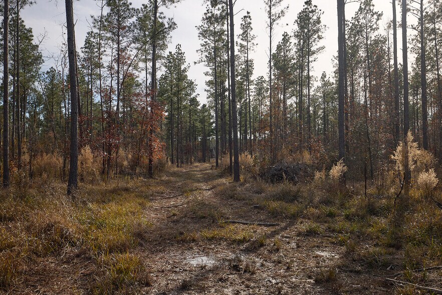 More Photos Of 480 Martin Rd, Cotton Valley Land For Sale