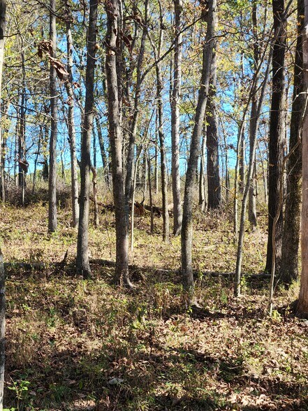 More Photos Of County Road 197 (5+/- Acres) Tract 3, Williamsburg Land For Sale