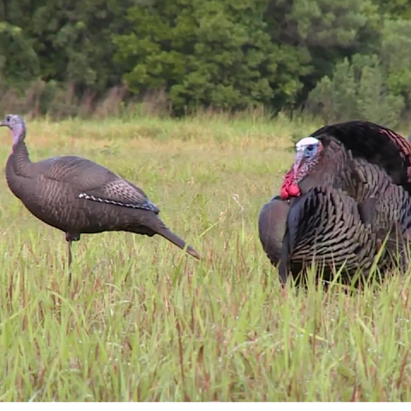 More Photos Of Shoal Line Blvd @ osowaw Blvd, Hernando Beach Land For Sale