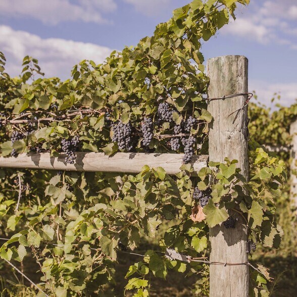 More Photos Of 3533 Fenton Ave, Stratford Winery Vineyard For Sale