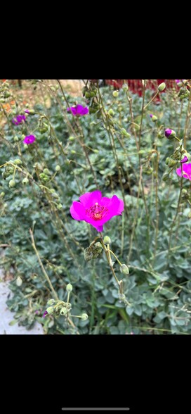 More Photos Of 1150 Yale St, Santa Monica Storefront Retail Office For Lease