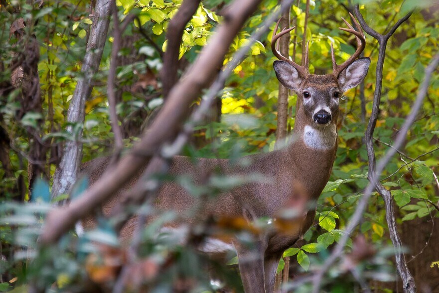 More Photos Of Little Washington Rappahannock County, Washington Land For Sale