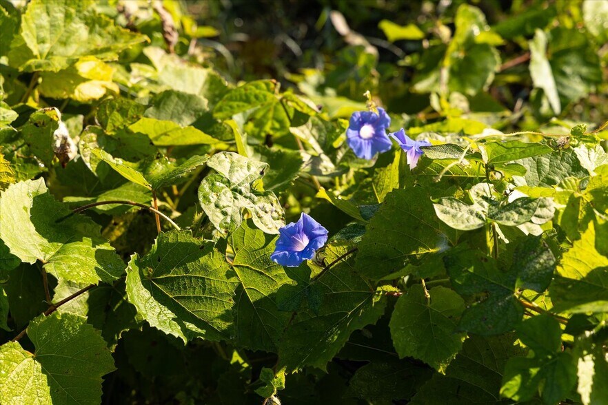 More Photos Of 667 Hustle Rd, Hustle Winery Vineyard For Sale