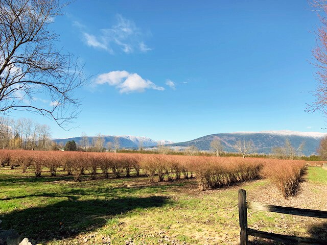 More Photos Of 13783 Rippington Rd, Pitt Meadows Land For Sale