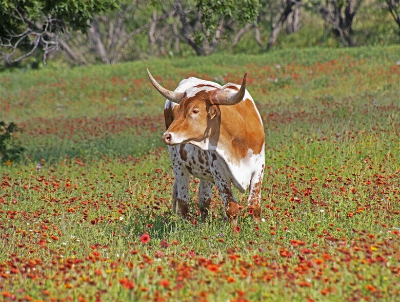 More Photos Of 6110 TX-29, Burnet Land For Sale