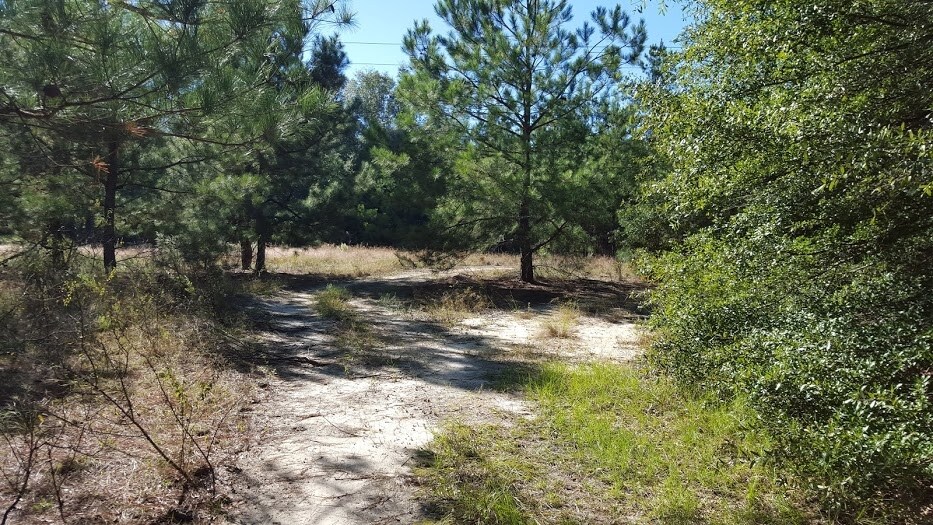 More Photos Of 0 Silver Bluff Rd, Aiken Land For Sale