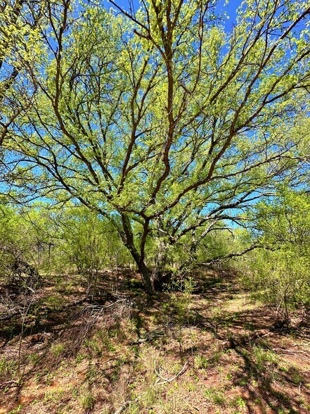 More Photos Of 3265 TX-97, Jourdanton Land For Sale