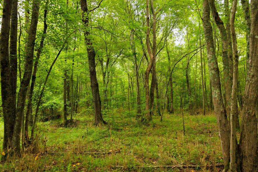 More Photos Of 2199 Roosterville Rd, Roopville Horse Stables For Sale