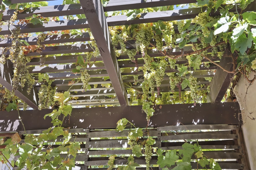 More Photos Of 8482 W Linne Rd, Tracy Winery Vineyard For Lease