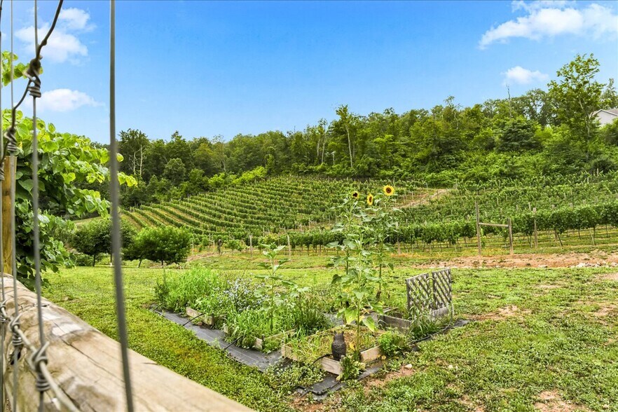 More Photos Of 1309 Redland Rd, Cross Junction Winery Vineyard For Sale