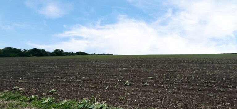 More Photos Of CR 48, 54.166 AC, Robstown Land For Sale