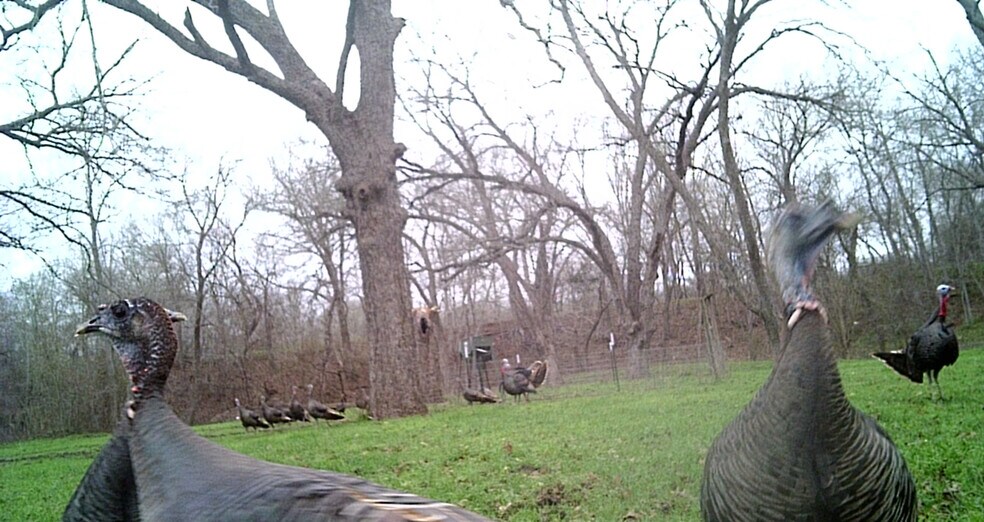 More Photos Of 900 Old Lytton Springs Rd, Lockhart Land For Sale