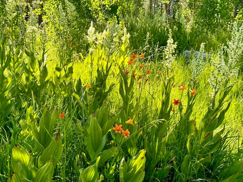 More Photos Of 320 Independence Lake Rd, Sierraville Lodge Meeting Hall For Sale