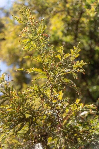 Primary Photo Of E Terra Bella Ave @ Rd 140, Pixley Land For Sale