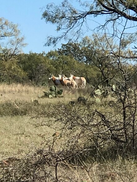 More Photos Of 1681 FM 574 W, Mullin Land For Sale
