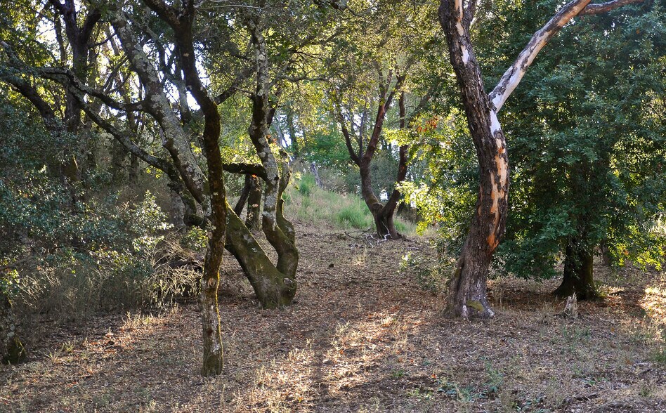 More Photos Of 128 Ridgecrest Road, Kentfield Land For Sale