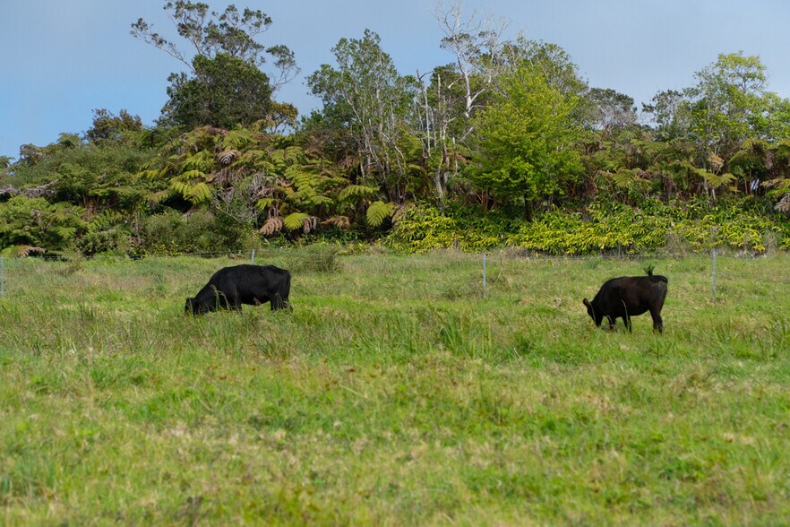More Photos Of 19-4549 Amaumau Rd, Volcano Land For Sale