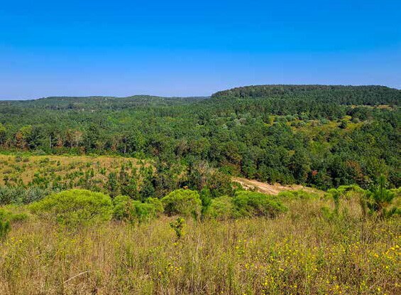 More Photos Of 0 AL 13, Nauvoo Land For Sale